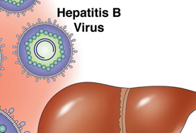 Что такое реактивация гепатита B?